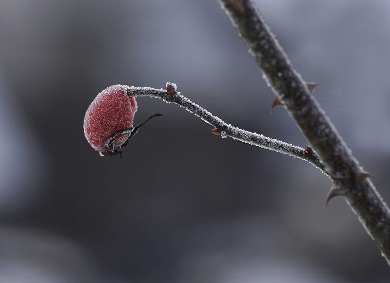 Winter _DDC8790 Kopie.jpg